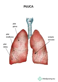 plansza-anatomiczna-pluca-2073-medyczny-eu