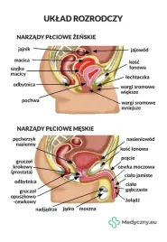 plansza-anatomiczna-uklad-rozrodczy-2063-medyczny-eu