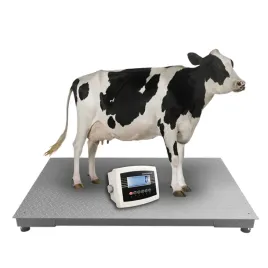 waga-inwentarzowa-do-wazenia-bydla-zywca-krow-12x22-5t-5000kg