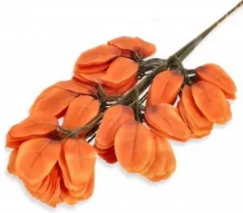 eukaliptus-lisc-eukaliptusa-aksamitne-liscie-sunny-orange