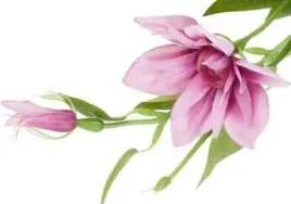 klematis-galazka-mauve-pink-purple-sztuczne-kwiaty