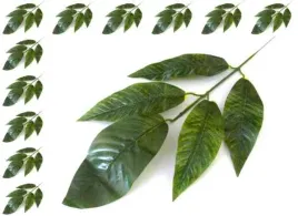 lisc-kroton-galazka-dark-green-liscie-12-szt