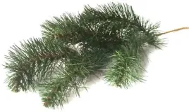 galazka-sosnowa-sosna-podklad-swierk-41-cm