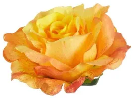 roza-satynowa-sliczna-glowka-rozwinietej-rozy-yellow-orange