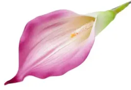 kalla-glowka-kwiat-z-pianki-kalia-purple