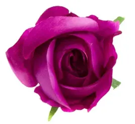 roza-w-paku-glowka-purple