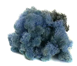 mech-chrobotek-reniferowy-50g-lavender-blue
