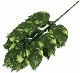 lisc-magnolia-galazka-liscie-green-white