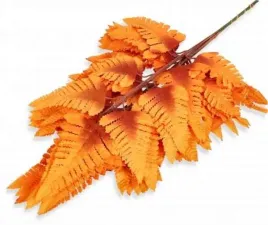 paproc-lisc-paproci-liscie-paprotka-orange