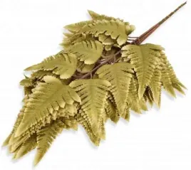 paproc-lisc-paproci-liscie-paprotka-olive