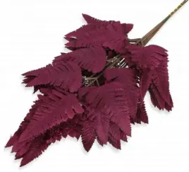 paproc-lisc-paproci-liscie-paprotka-dk-plum