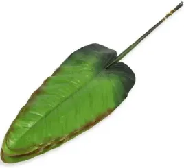 lisc-kalla-liscie-calla-green-12-szt