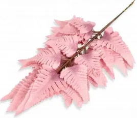 paproc-lisc-paproci-liscie-paprotka-pink