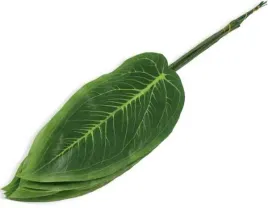 lisc-difenbachia-zebra-green-12-szt