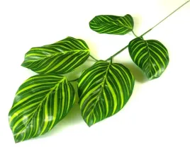 lisc-magnolia-galazka-green-zebra