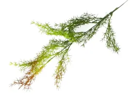 asparagus-galazka-trawa-65-cm-red