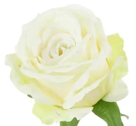 roza-satynowa-sliczna-glowka-lekko-rozwijajacej-sie-rozy-cream-green