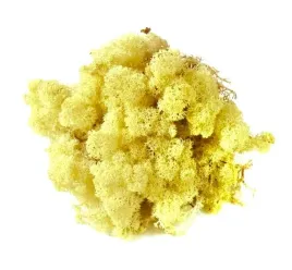 mech-ozdobny-chrobotek-reniferowy-50g-lemon
