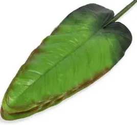 lisc-kalla-liscie-calla-green