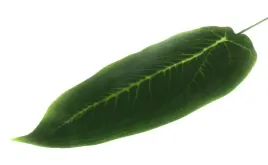 lisc-difenbachia-zebra-green-liscie