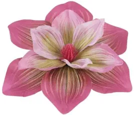 magnolia-duza-glowka-20-cm-kwiat-dark-pink