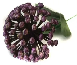 czosnek-galazka-kwitnaca-trawka-violet