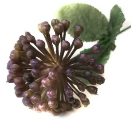 czosnek-galazka-kwitnaca-trawka-violet-green