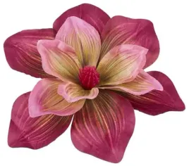 magnolia-duza-glowka-20-cm-kwiat-purple