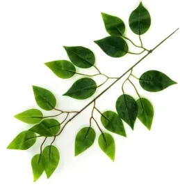 lisc-fikus-galazka-silikon-green