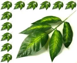 lisc-kroton-galazka-green-liscie-12-szt