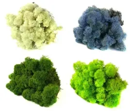 mech-chrobotek-reniferowy-mix-kolor-4-kolory-mix3