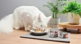 john-dog-for-cats-filety-losos-70g-marka-john-dog