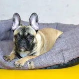 legowisko-dla-psa-bobik-65-cm-kolor-odcienie-brazowego