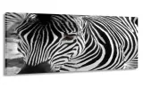obraz-panorama-zebra-100x40-na-plotnie