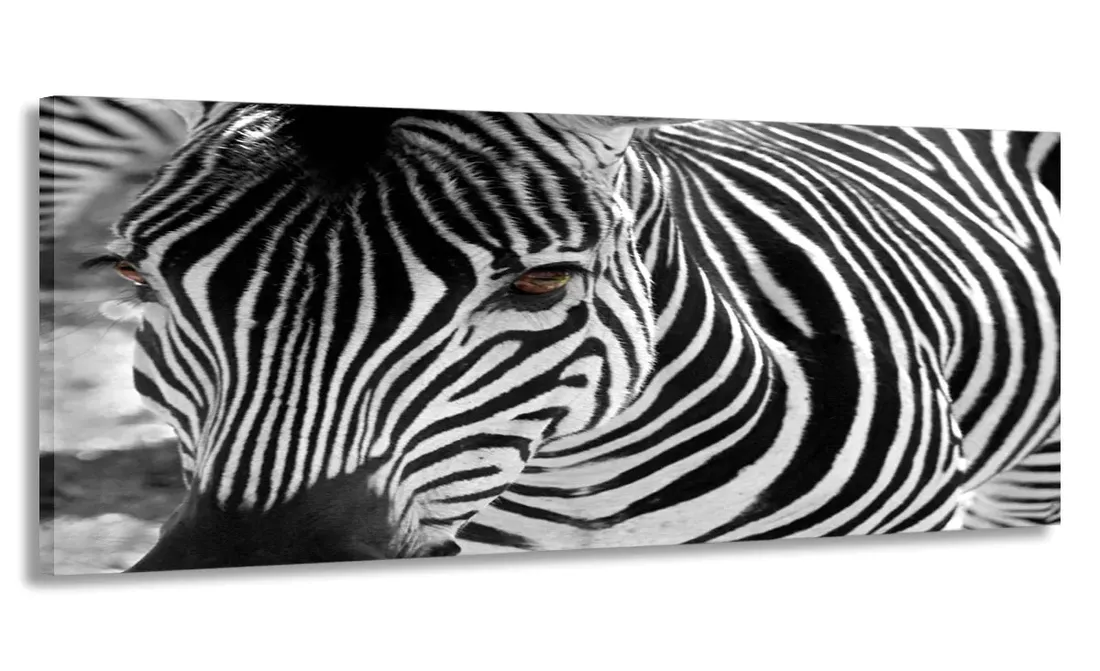 obraz-panorama-zebra-120x50-na-plotnie