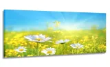 obraz-panorama-laka-stokrotki-150x60-na-plotnie