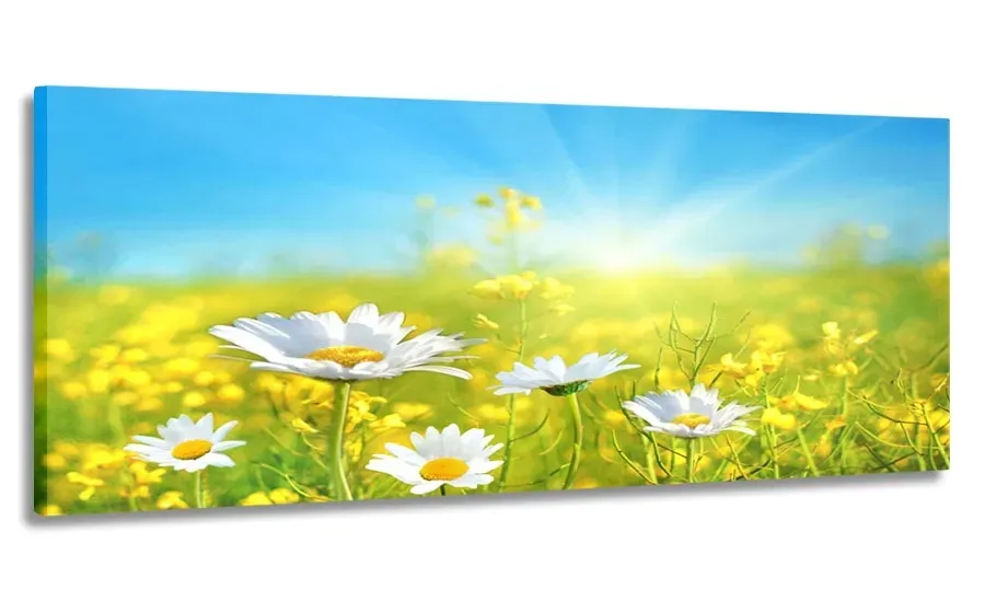 obraz-panorama-laka-stokrotki-150x60-na-plotnie