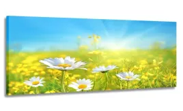 obraz-panorama-laka-stokrotki-170x70-na-plotnie
