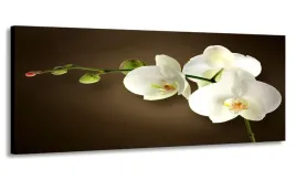 obraz-170x70-bialy-storczyk-wielki-do-salonu
