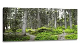 obraz-szary-las-panorama-170x70-obrazy-na-plotnie