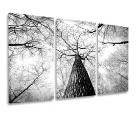 obraz-szary-drzewa-las-obrazy-tryptyk-120x80