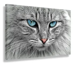 obraz-kot-oczy-turkusowe-obrazy-canvas-120x80