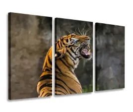 obraz-tygrys-afryka-dzika-obrazy-tryptyk-120x80