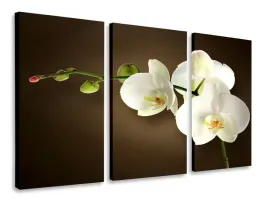 obraz-tryptyk-bialy-storczyk-tryptyki-120x80