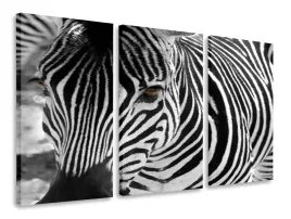 obraz-tryptyk-zebra-tryptyki-120x80