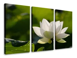 obraz-tryptyk-nenufary-tryptyki-120x80