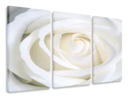 obraz-tryptyk-kremowa-roza-tryptyki-120x80
