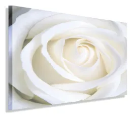 obraz-biala-roza-120x80-do-salonu