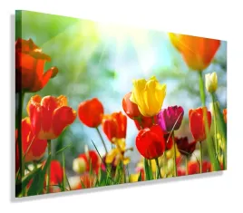 obraz-tulipany-tulipan-120x80-do-salonu