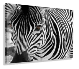 obraz-zebra-afryka-120x80-do-salonu
